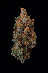 Photograph of product: Jack Skunk (J1) - 3.5g
