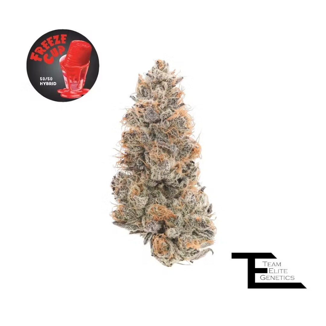 Photograph of product: Team Elite Genetics - Freeze Cup (Hybrid) Premium Flower - 14g
