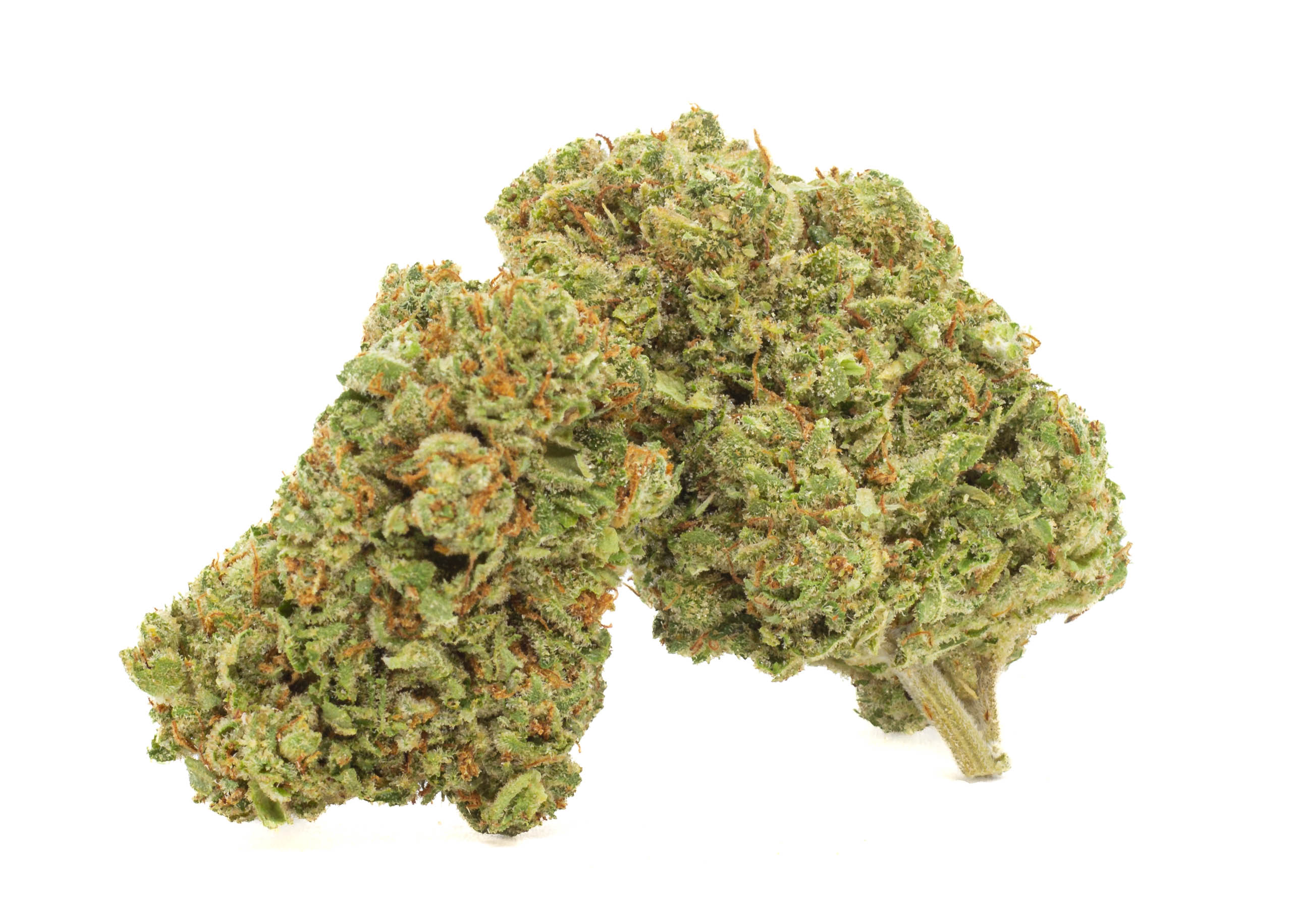 Photograph of product: The Yeti - Premium Sungrown - 1g