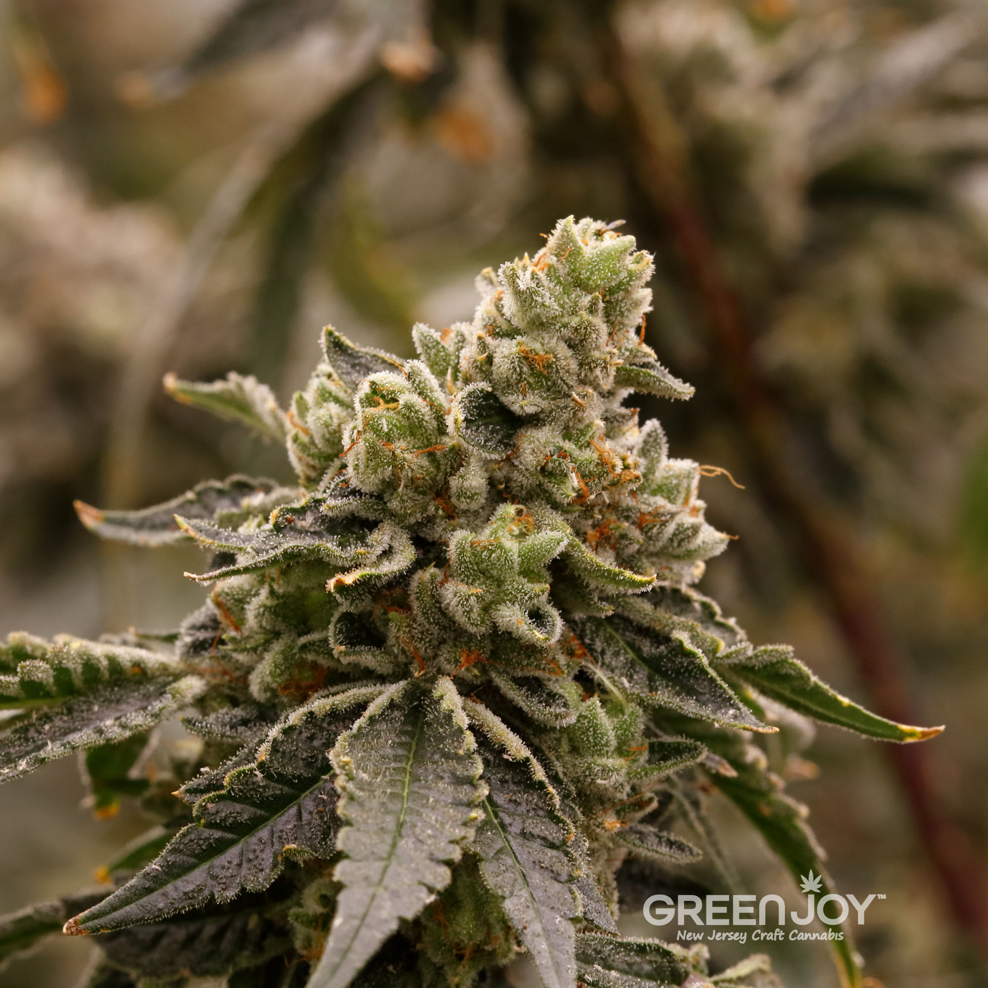Photograph of product: Rainbow Sherbert - All Flower Buds | 14G