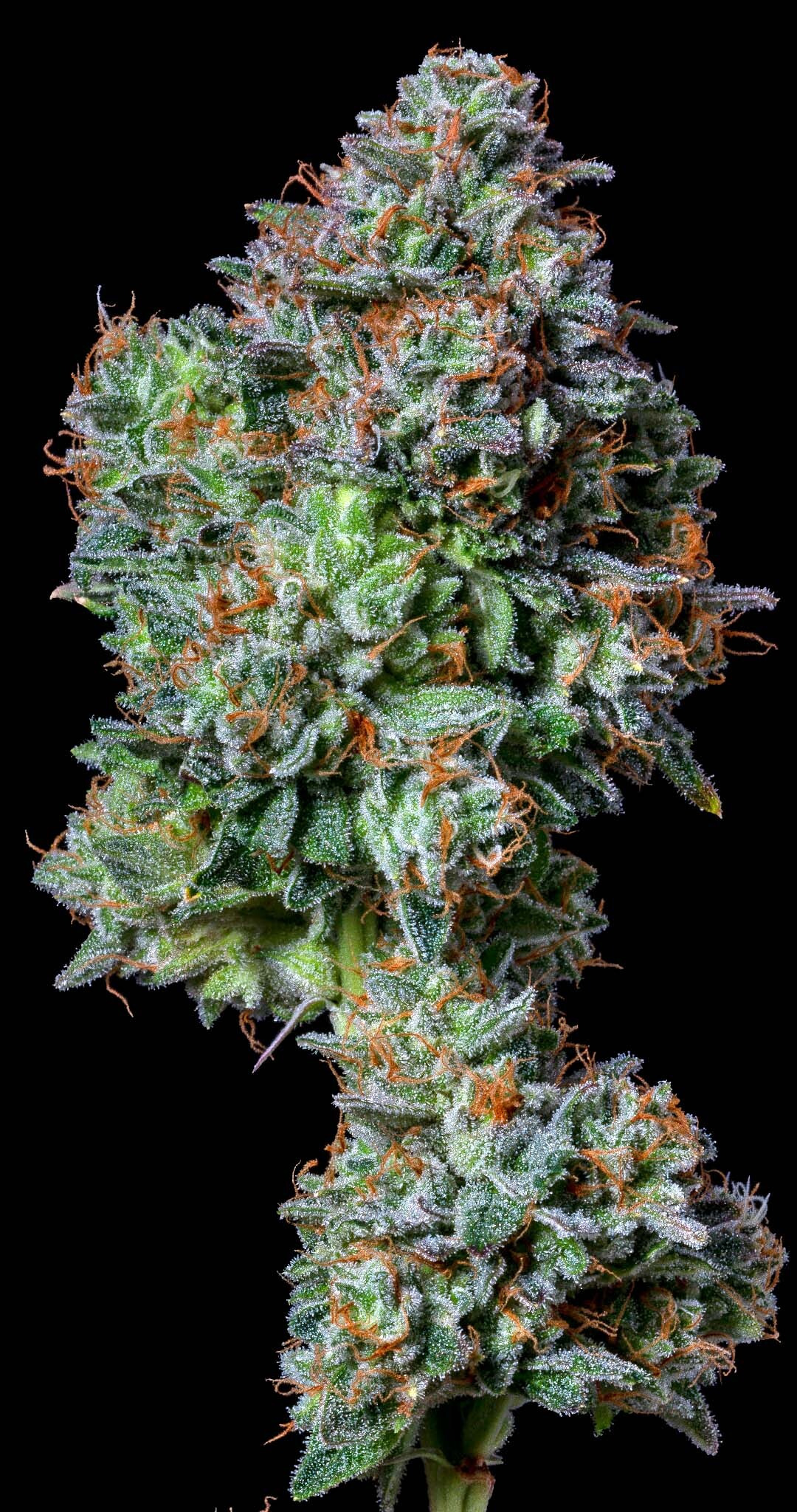 Photograph of product: Flower: Petro Chem - 3.5g