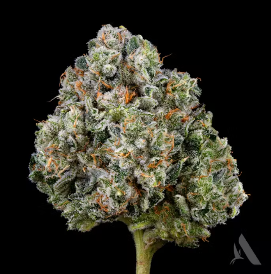 Photograph of product: Sunshine Daydream 3.5g Flower (I) 00438