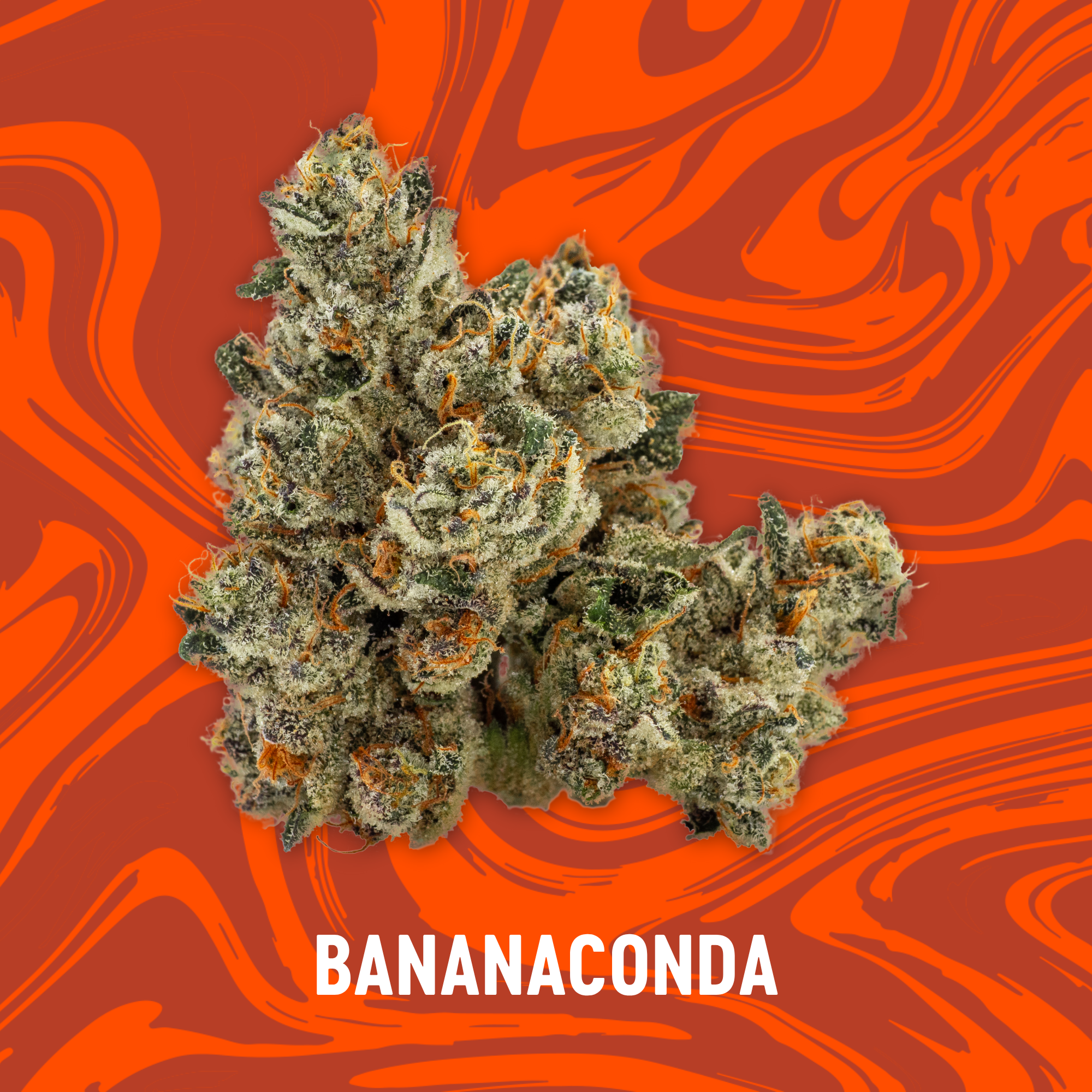 Photograph of product: Vivid - Bananaconda - Deli Flower - 84g