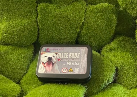 Photograph of product: Distillate Infused Pre Roll 3 Pack | Ollie Budz - Maui OG | Farmhouse Oui'd