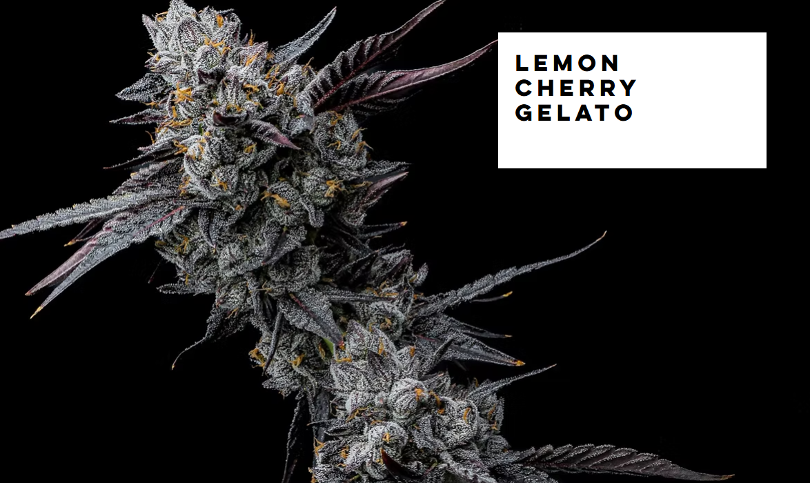 Photograph of product: Clone - Lemon Cherry Gelato