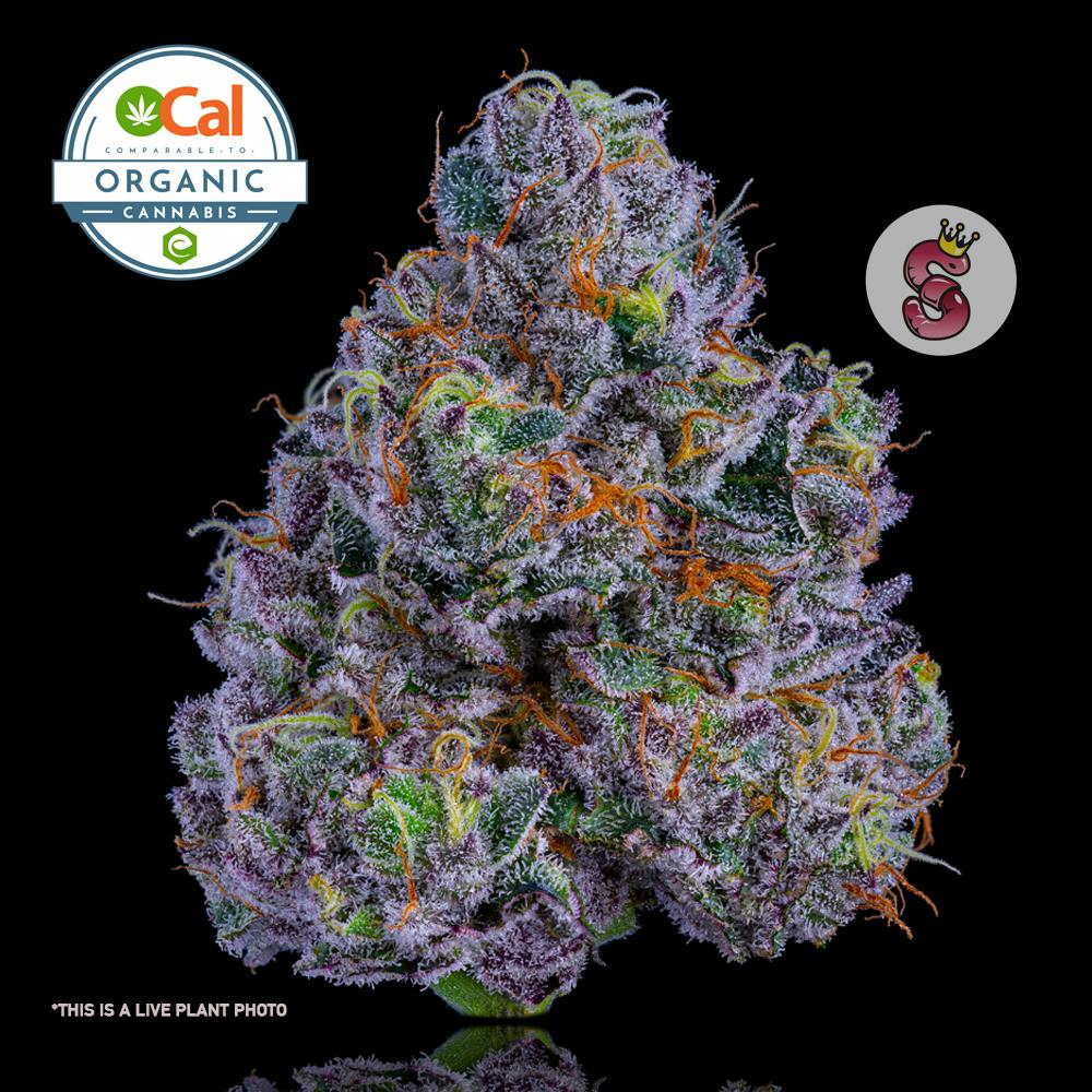 Photograph of product: No Till Kings - Zuni (Oui'd) Flower - 3.5g