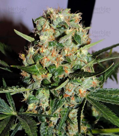 Photograph of product: Old Dirty Biker - 3.5g Flower