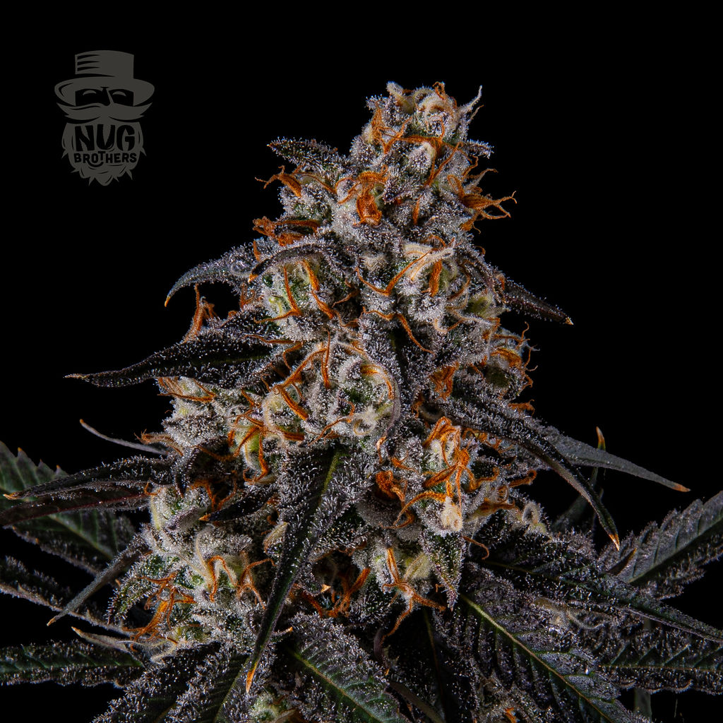 Photograph of product: Benzina - Nug Brothers Flower - 7g