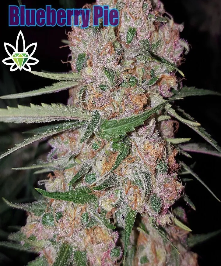 Photograph of product: Blueberry Pie (DOH) - 7g