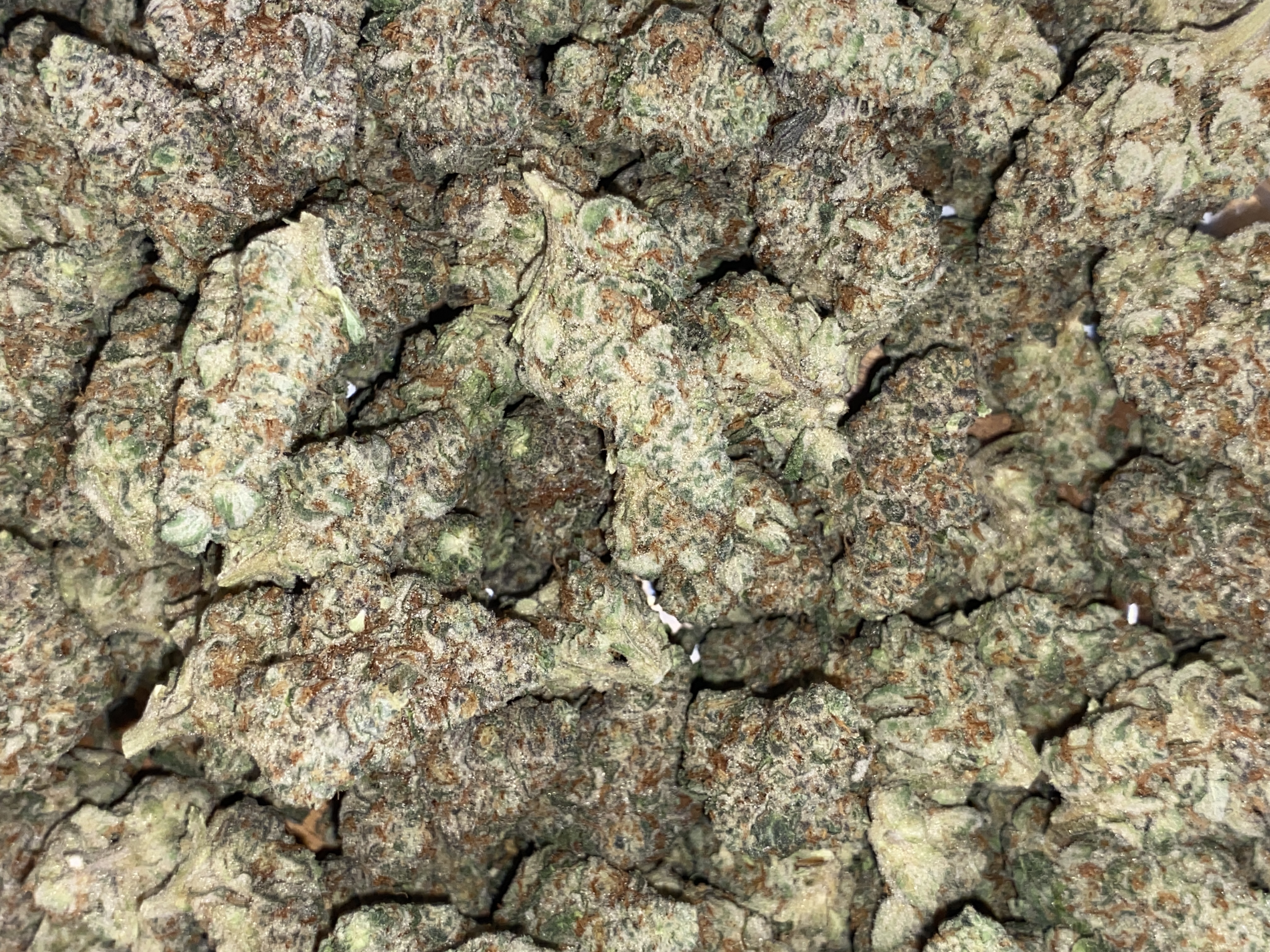 Photograph of product: Zeal | Premium Flower - 28g