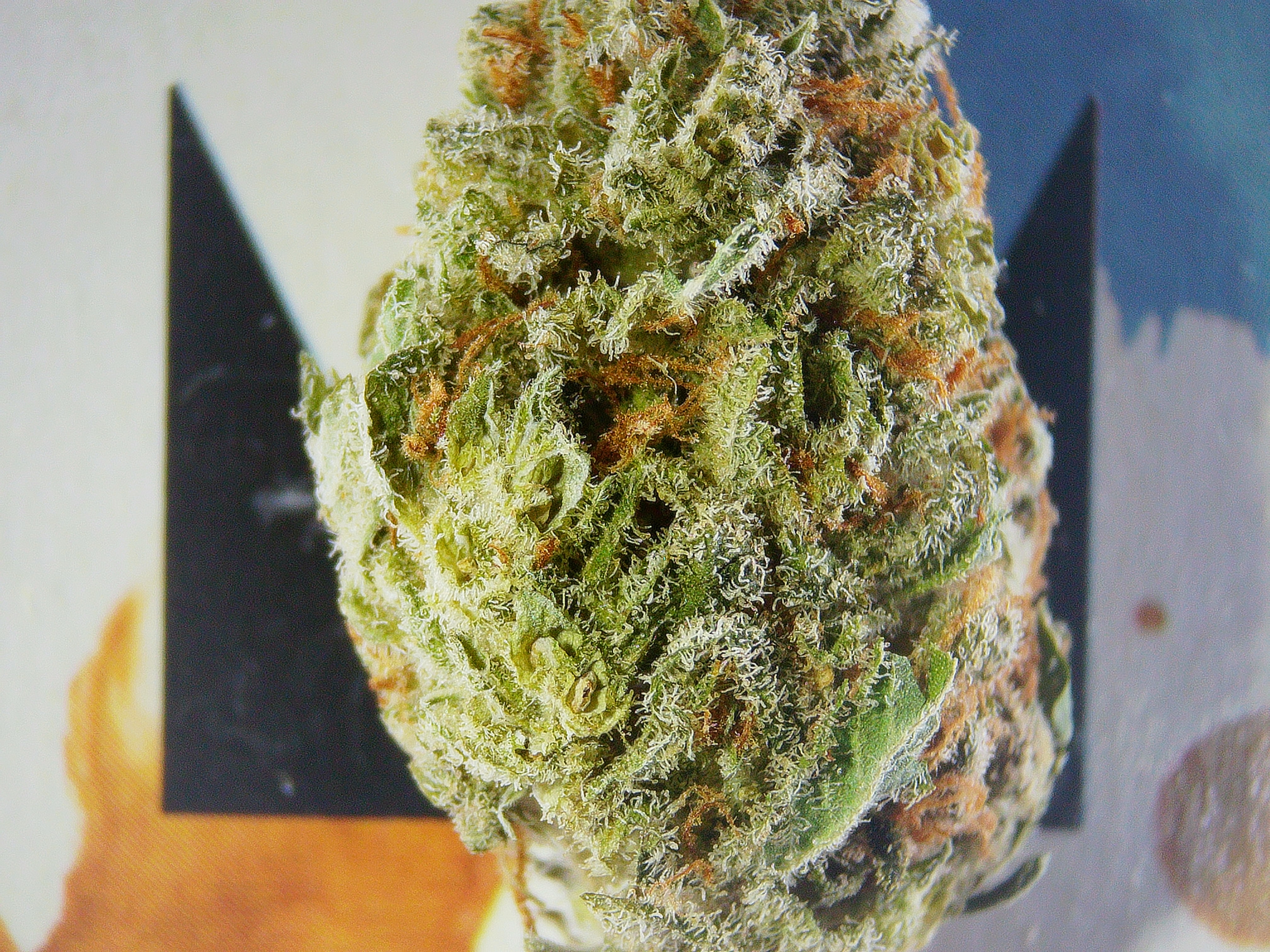 Photograph of Product: Wild Legacy Northern Lights Skunk Deli Style - 1g