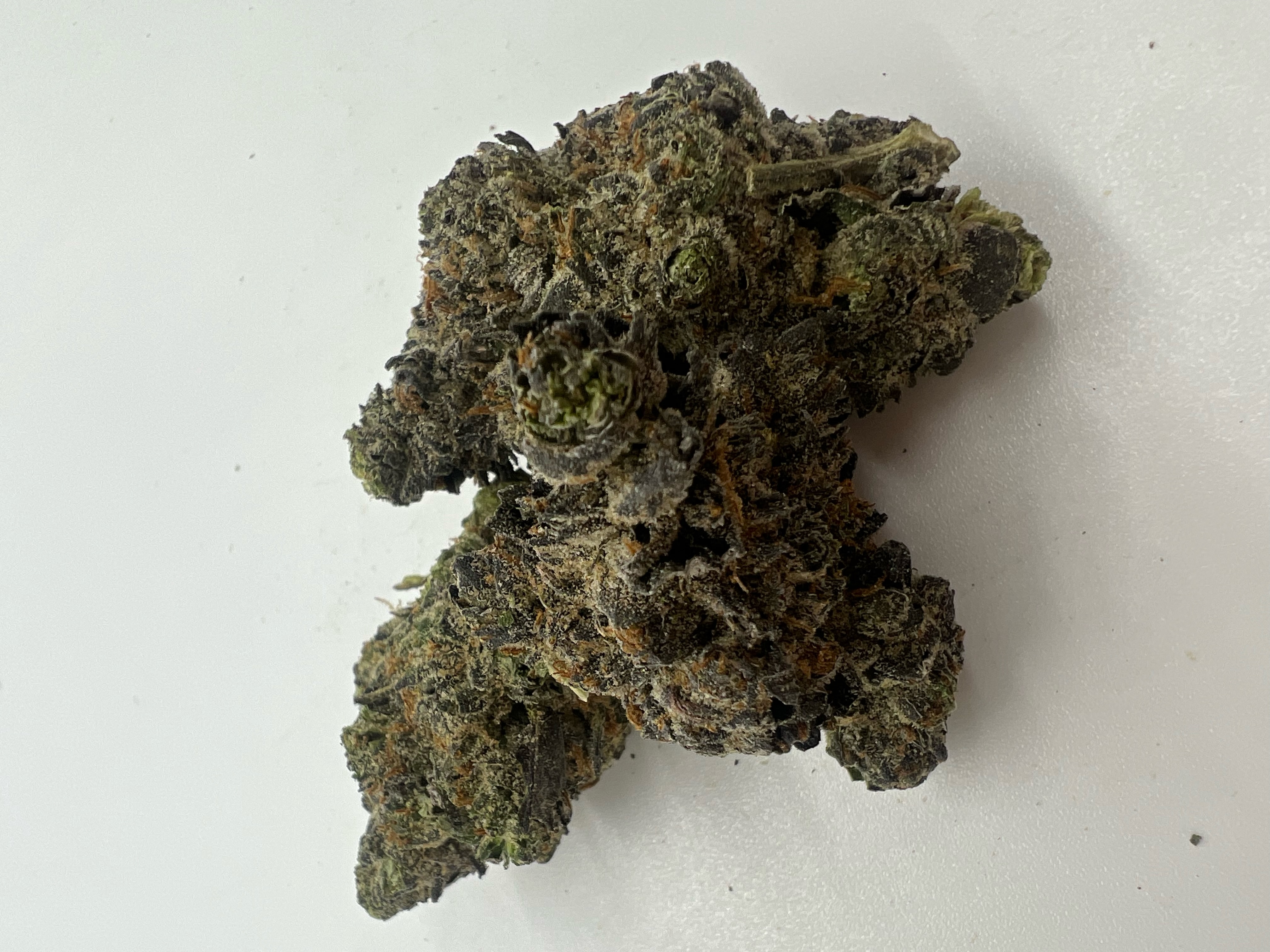 Photograph of product: Mackinaw Grape *H* - 7g