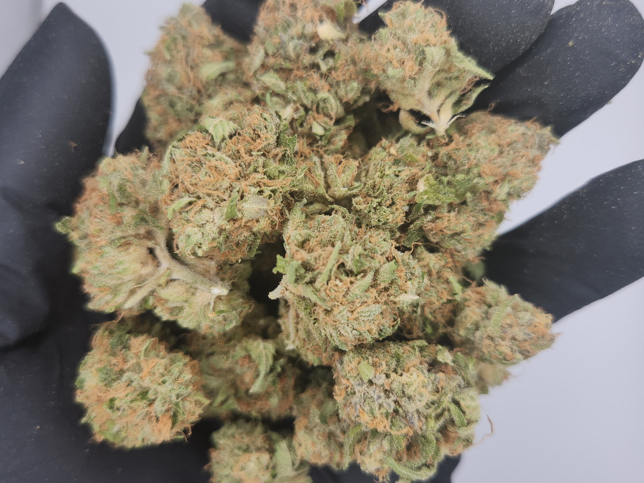Photograph of product: Bulk Boyz | Bulk Bud - Watermelon Zkittlez - 28g