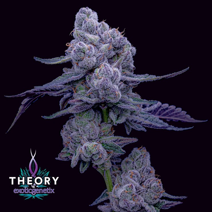 Photograph of product: Drip Station - Flower - Theory Wellness - 3.5g