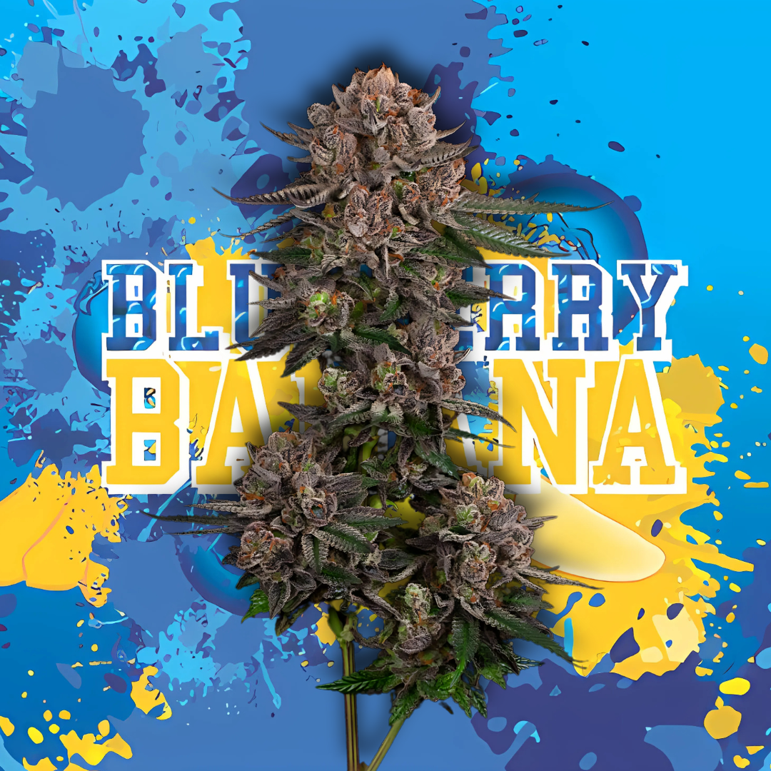 Photograph of product: Blueberry Banana | 3.5g | 24.48% TAC