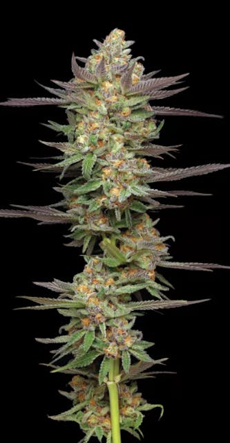 Photograph of product: Mint Jelly | Auto Seeds