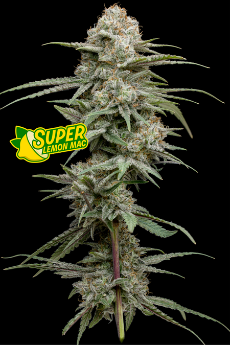Photograph of product: Super Lemon Mac - 7g