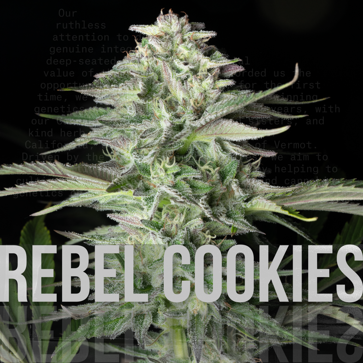 Photograph of product: Rebel Grown | Rebel Cookies | Bulk Flower - 28g