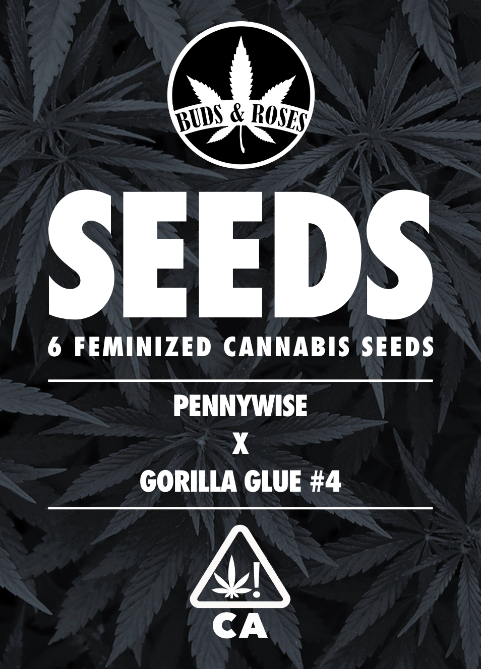 Photograph of product: 6pk Fem Seeds - Gorilla Glue #4 x Pennywise
