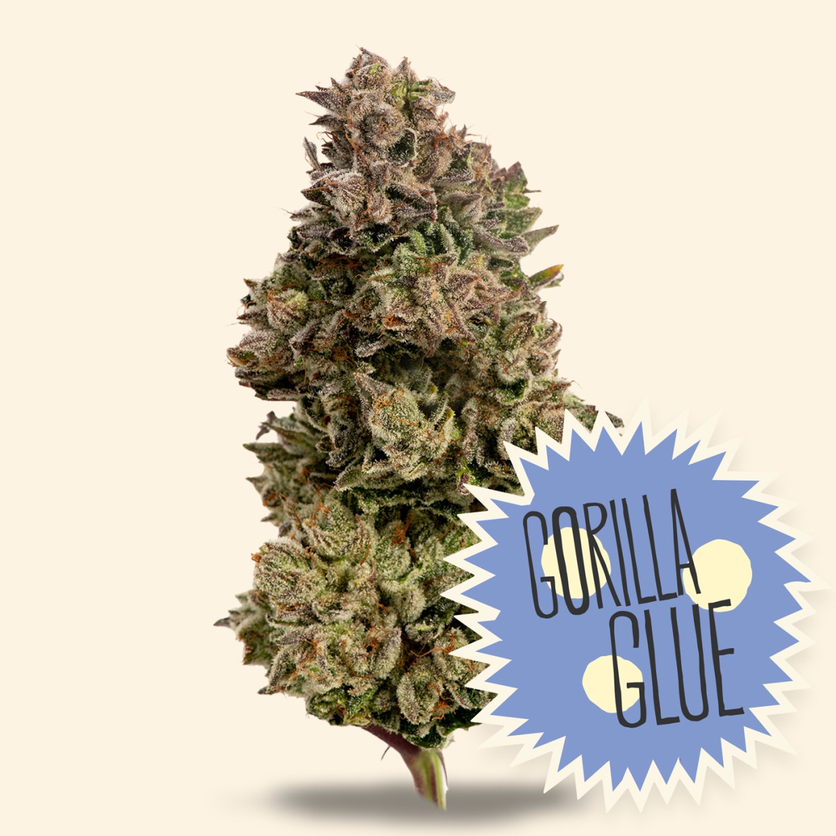 Photograph of Product: Gorilla Glue #4 - Indica - 3.5g