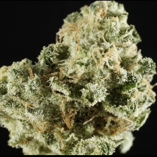 Photograph of Product: Platinum Shelf - Guava Melt (I) - 1g