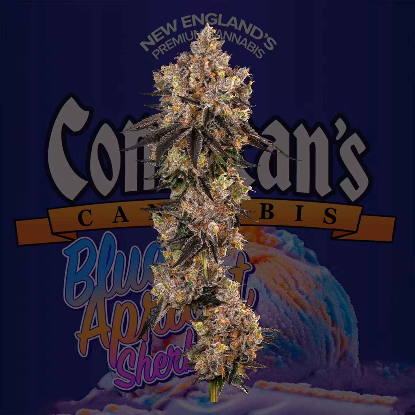 Photograph of product: CommCan - Flower 3.5g - Blue Apricot Sherbert