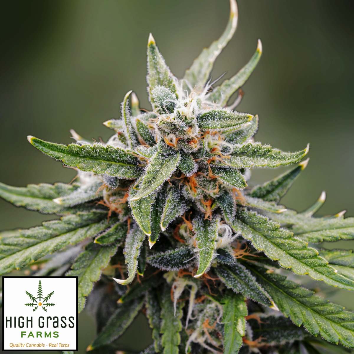 Photograph of product: Jerzy Landscapes | Sugar Sand (I-H) Flower | 3.5g