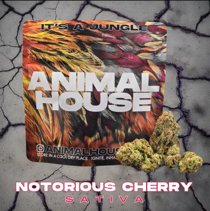 Photograph of product: Animal House | Notorious Cherry | Smalls | 5g