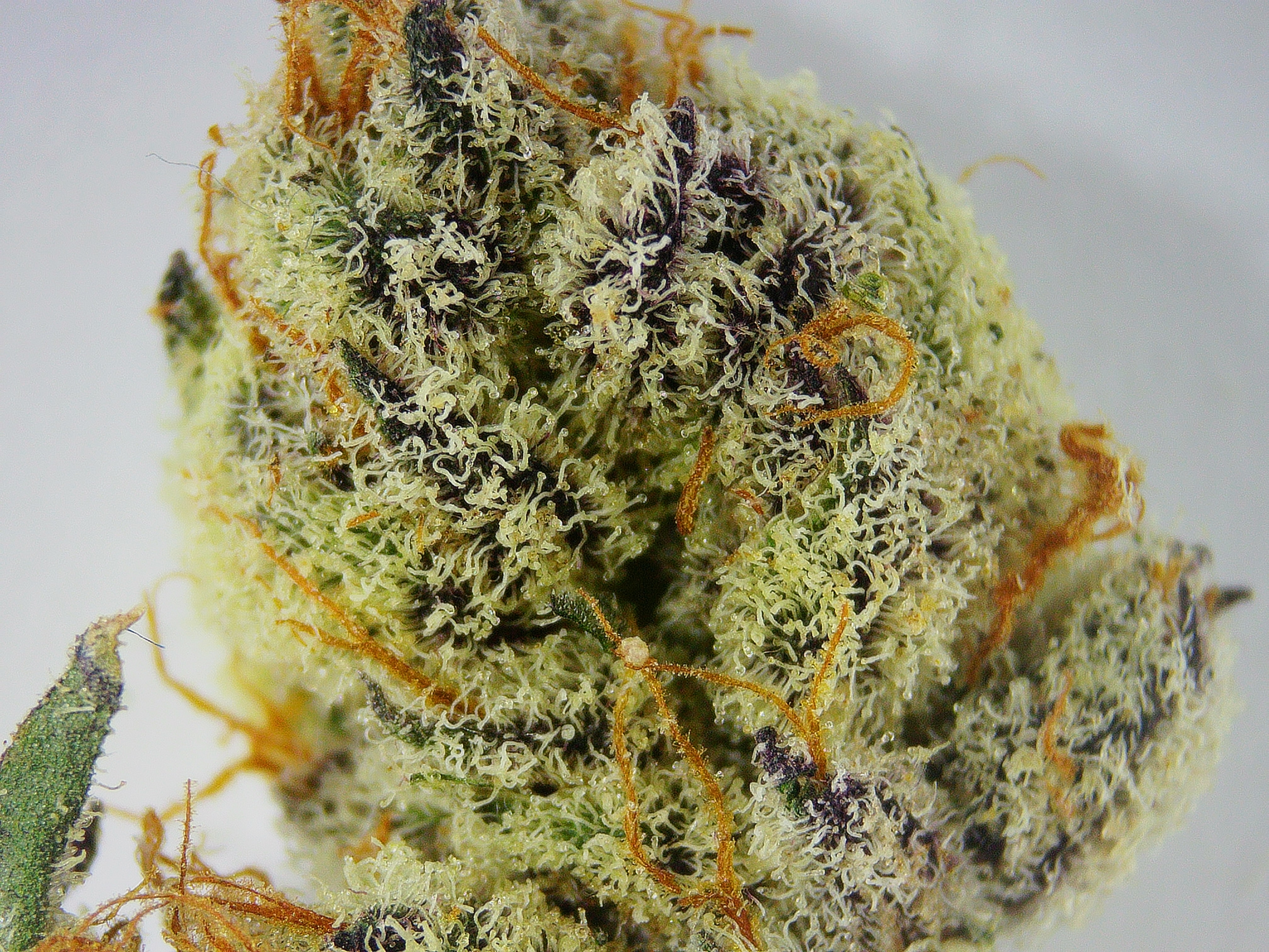 Photograph of product: High Altitude Oui'd Fritter Glitter BULK Flower - 1g
