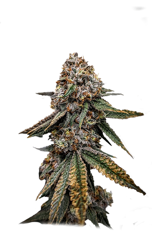 Photograph of product: Highmark Provisions | 91 Octane | 3.5g