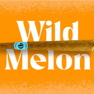 Photograph of product: Doinks Wild Melon Infused Blunt, 1g
