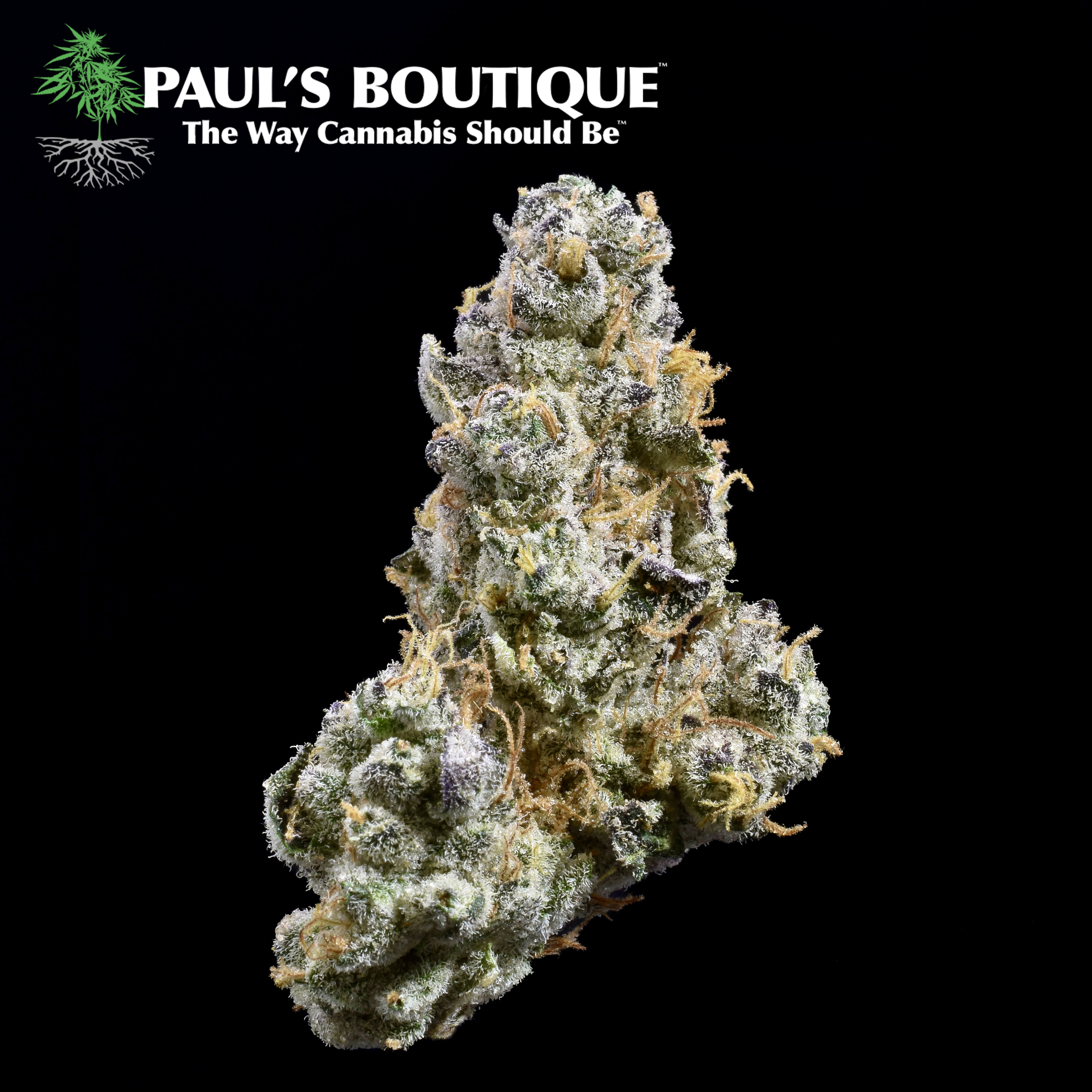 Photograph of product: Paul's Boutique - Garlic Cookies - 3.5g