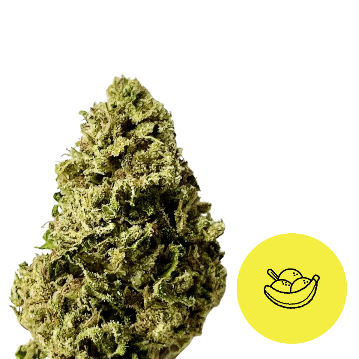 Photograph of product: Family Tree Oui'd Co. | Banana Cream Gelato | Sungrown | Bulk - 28g