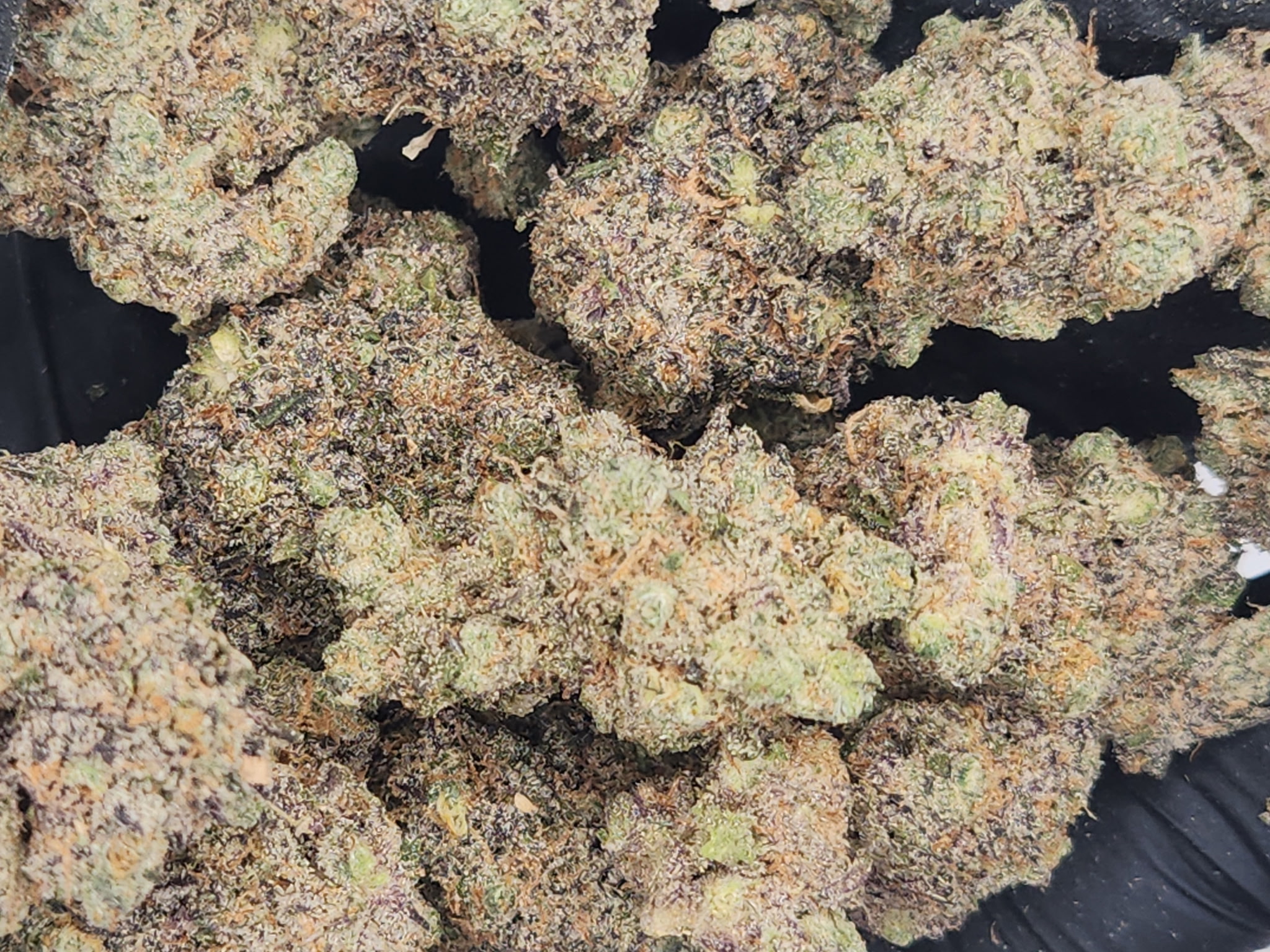 Photograph of product: Exclusive Brands | Bulk Bud - Polkadot Gelato - 28g