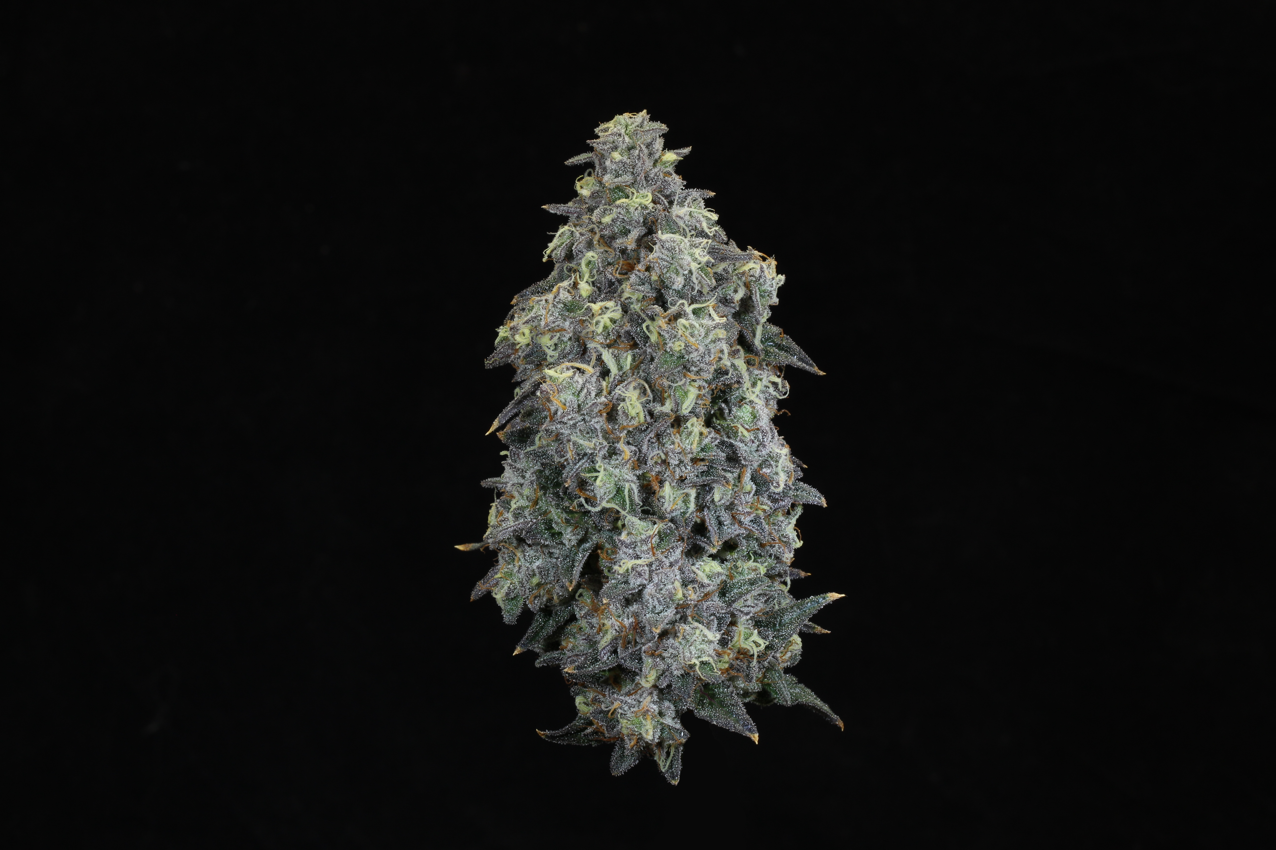 Photograph of product: First Class Funk (TH-oui: 25.12%)