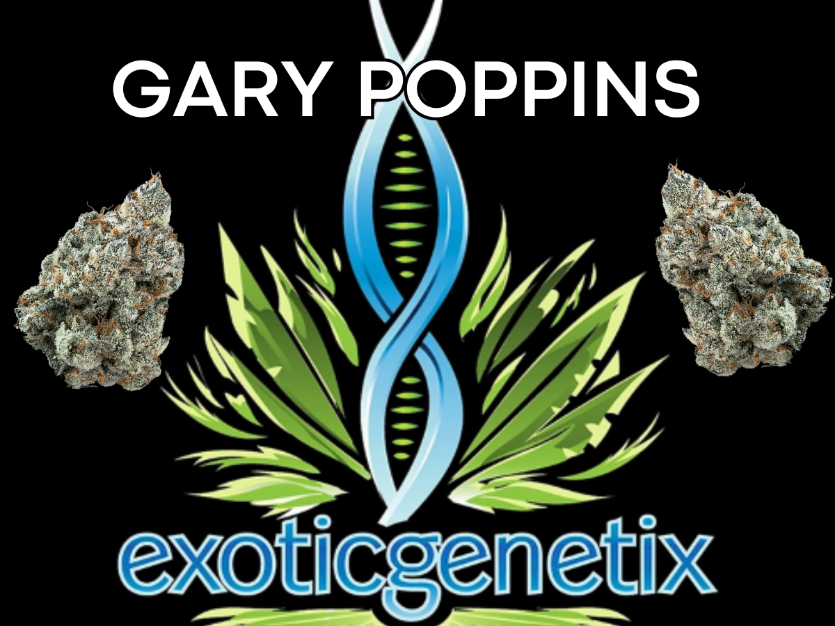 Photograph of product: EXOTIC GENETIX | GARY POPPINS HYBRID - 3.5g