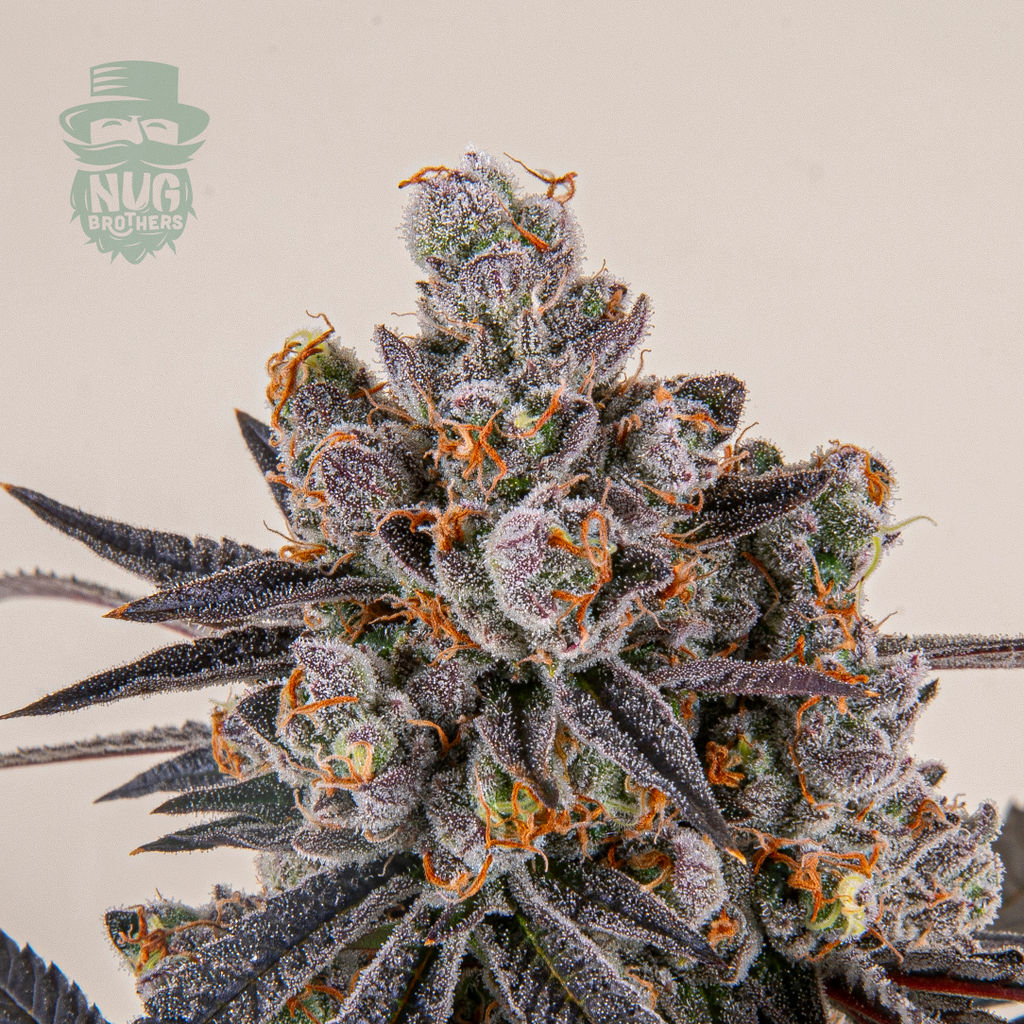 Photograph of product: Carbon Fiber - Nug Brothers Flower - 7g