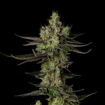 Photograph of product: Switchback | 3.5g