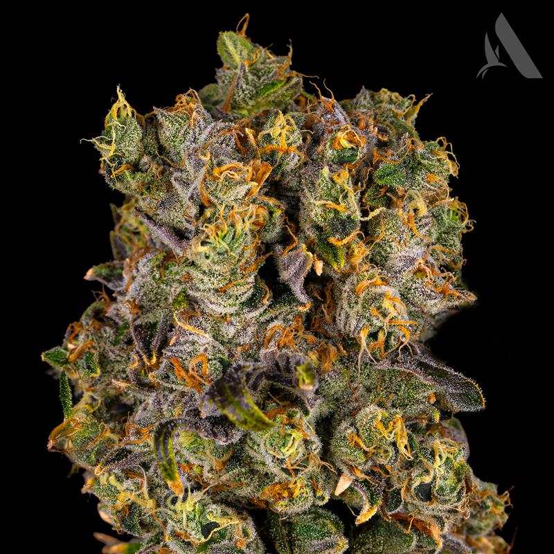 Photograph of product: Affinity Gas Breath Whole Flower 22.31% (H) 3.5g - 00544