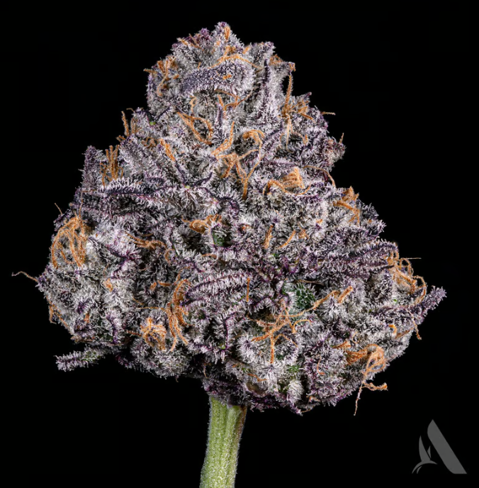 Photograph of product: Triple X | Pre-Pack | 3.5g | 00614