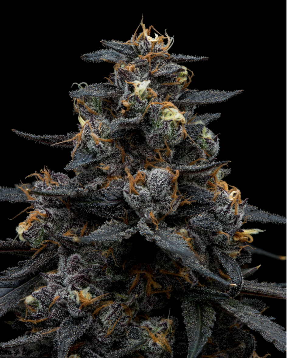 Photograph of product: Juice Man Papaya x Fabuloso | 3.5g Flower| FullTilt
