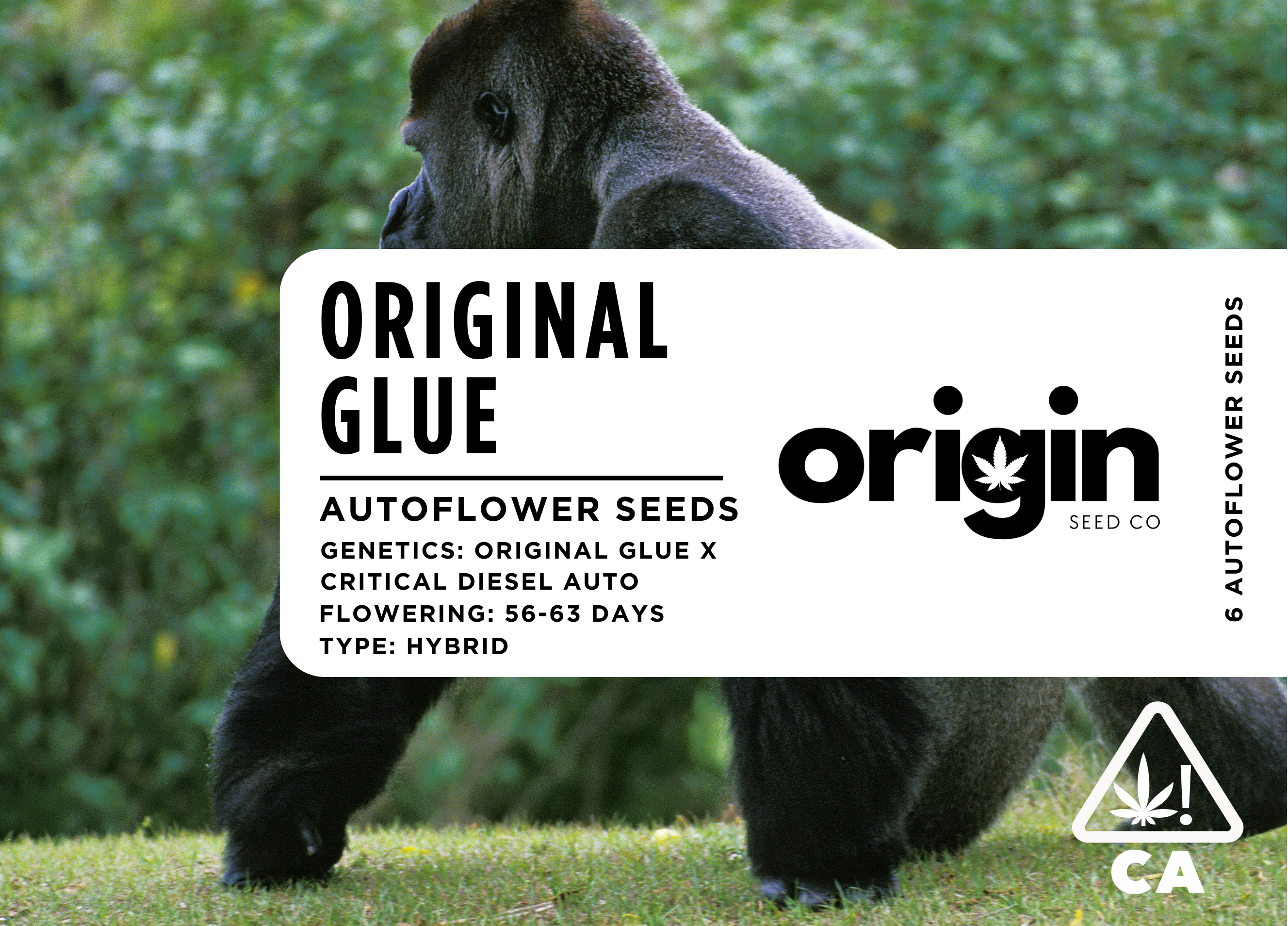 Photograph of product: Autoflower 6pk - Original Glue