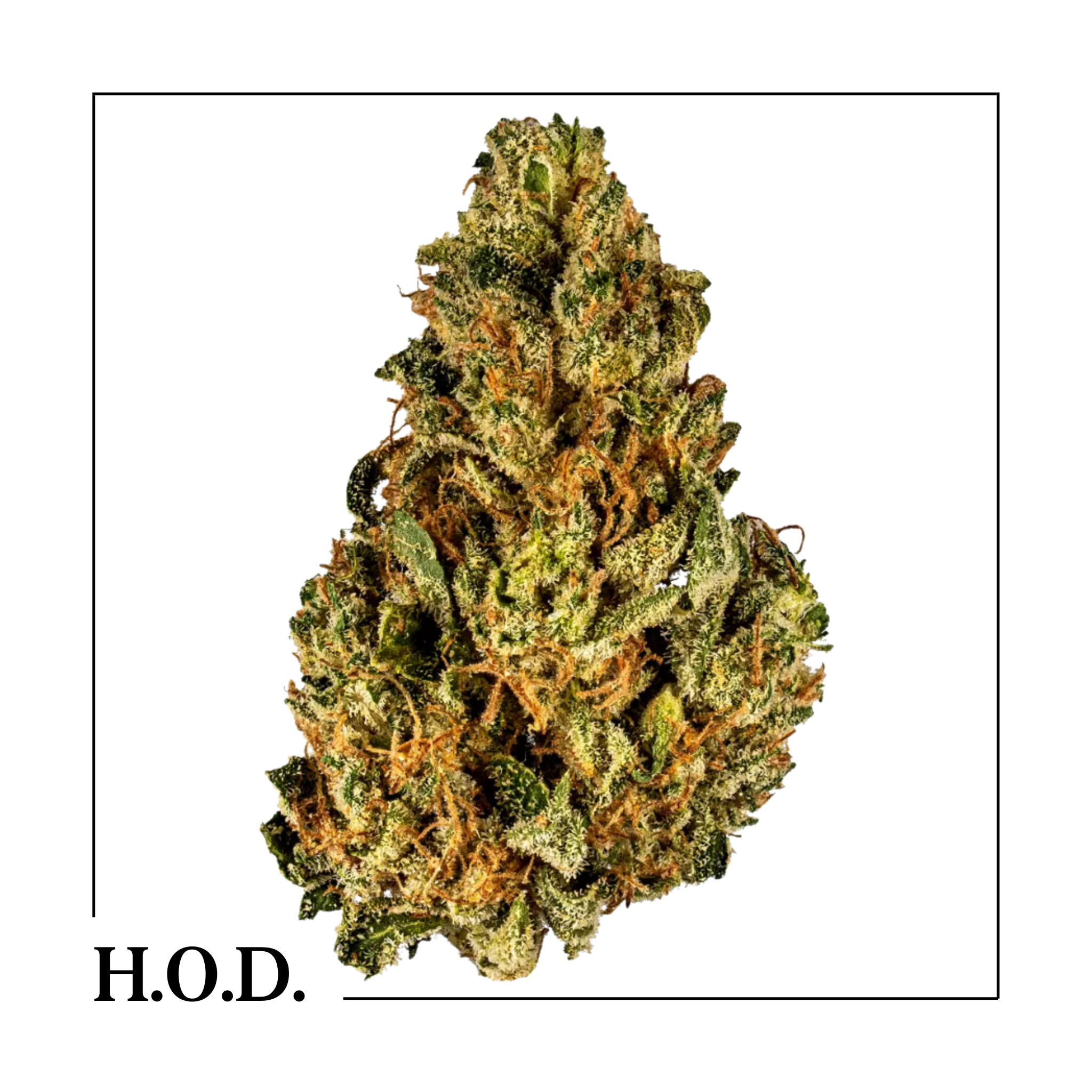 Photograph of product: Alpha Dog - 28g