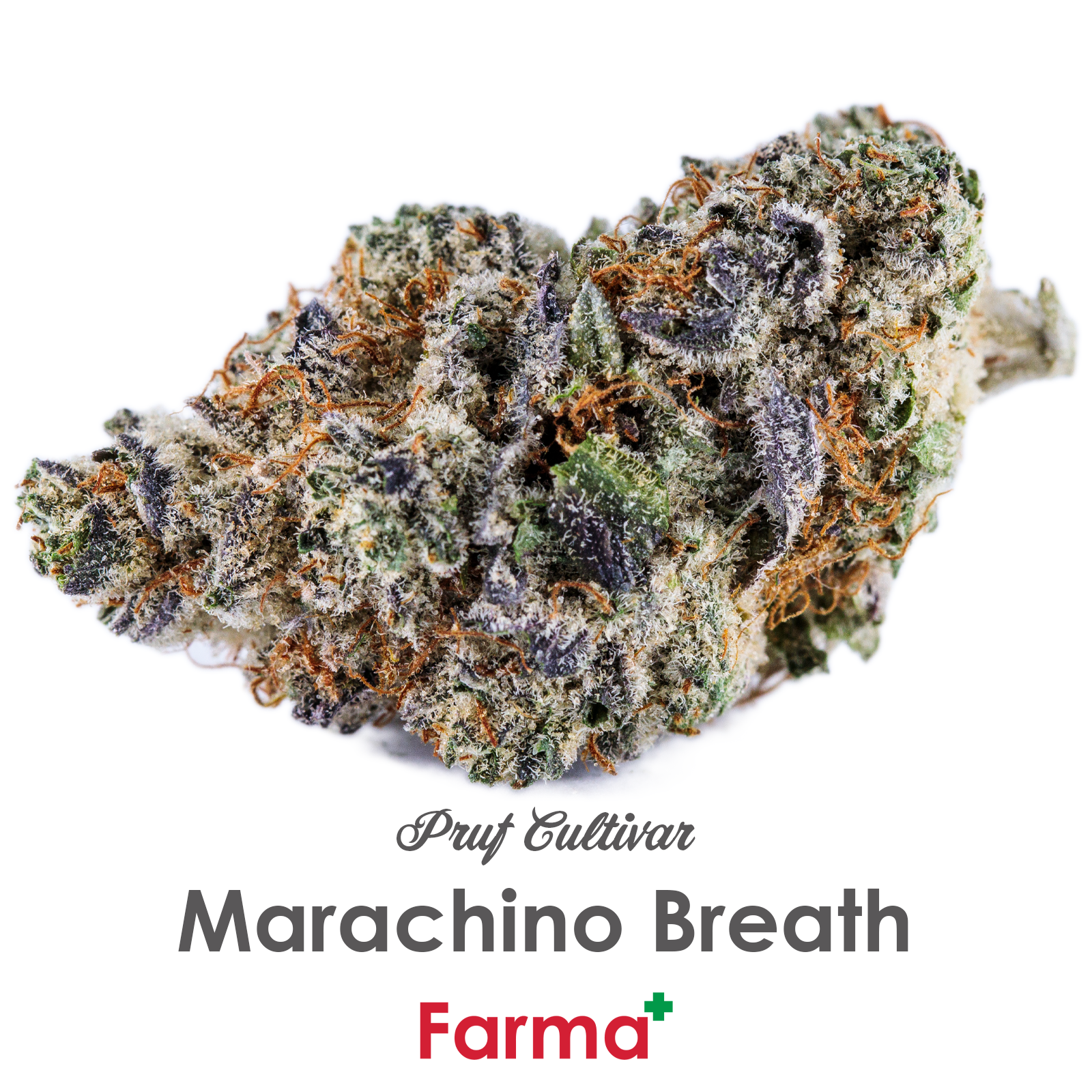 Photograph of product: Pruf Cultivar Marachino Breath - 7g