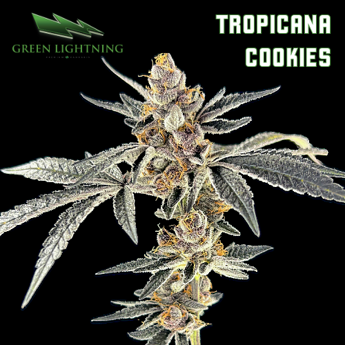 Photograph of product: Tropicana Cookies - 3.5g