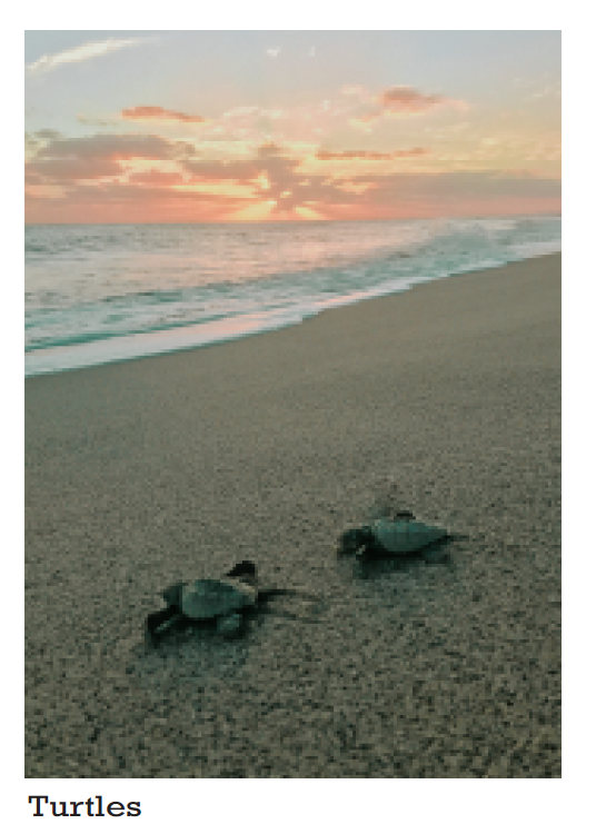 Photograph of product: Highmark- Turtles