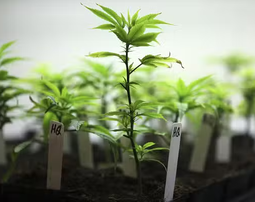 Photograph of product: Exotic Nurseries - Single Clone - Ice Cream Cake