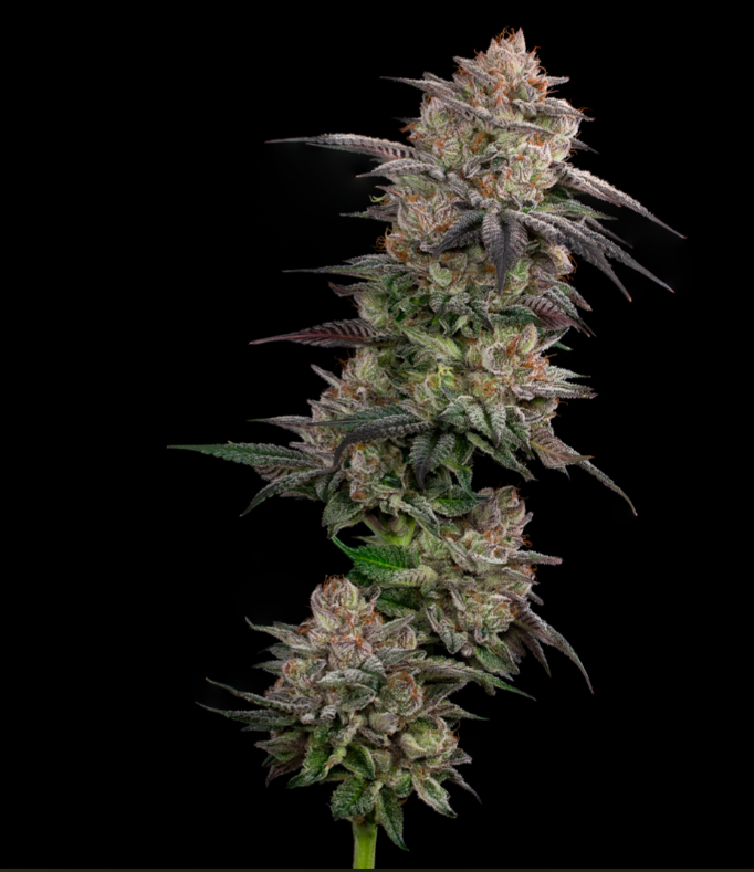 Photograph of product: Flower - Swamp A - 3.5g