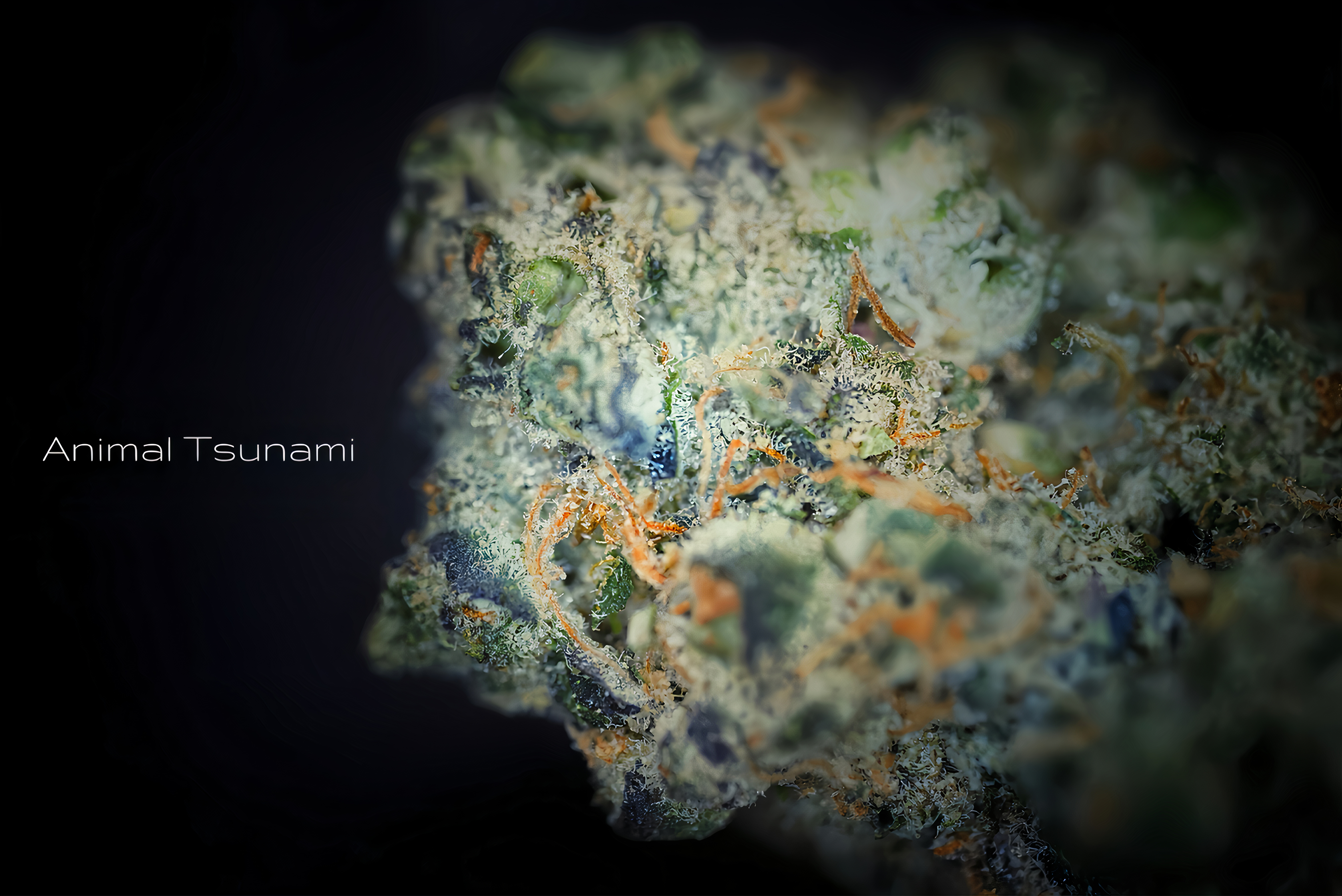 Photograph of product: Animal Tsunami Popcorn - 28g