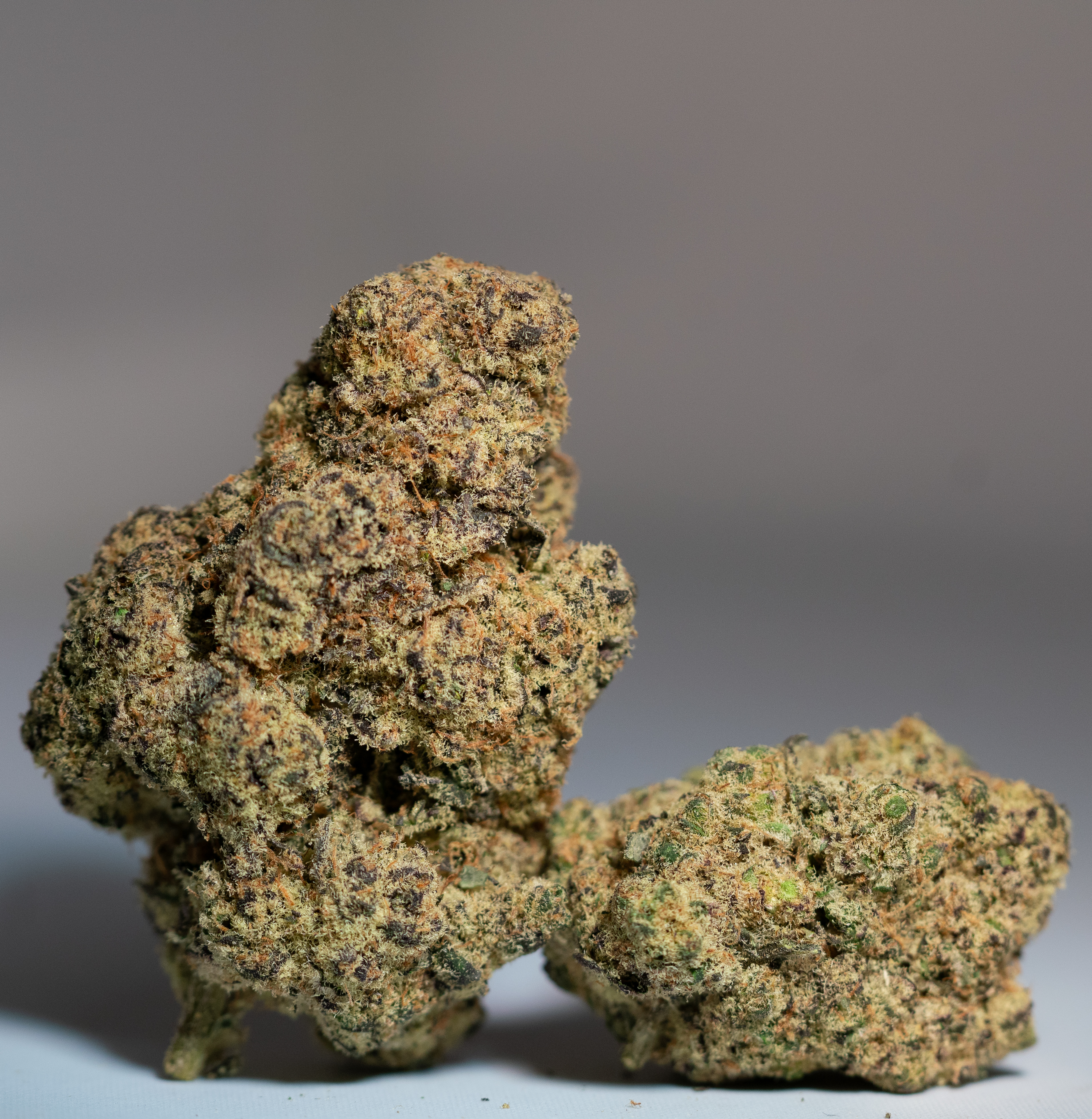 Photograph of Product: BARRY BONDS (H) SMALLS 14G